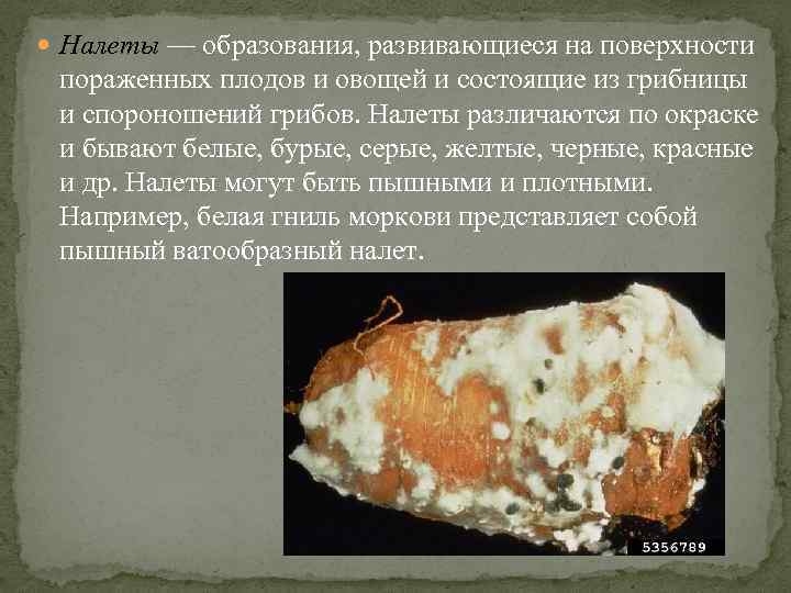  Налеты — образования, развивающиеся на поверхности пораженных плодов и овощей и состоящие из