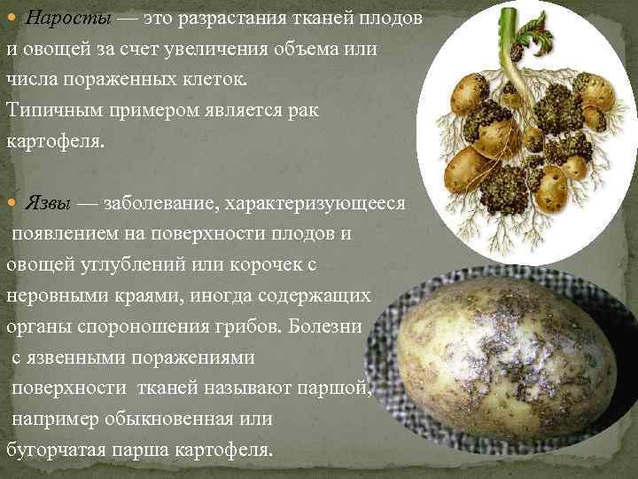 Наросты — это разрастания тканей плодов и овощей за счет увеличения объема или