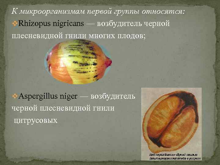 К микроорганизмам первой группы относятся: v. Rhizopus nigricans — возбудитель черной плесневидной гнили многих