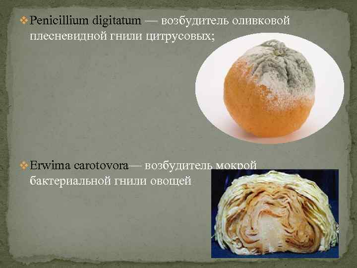 v Penicillium digitatum — возбудитель оливковой плесневидной гнили цитрусовых; v Erwima carotovora— возбудитель мокрой