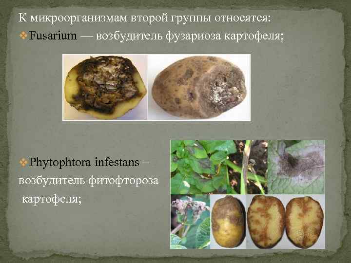 К микроорганизмам второй группы относятся: v Fusarium — возбудитель фузариоза картофеля; v Phytophtora infestans
