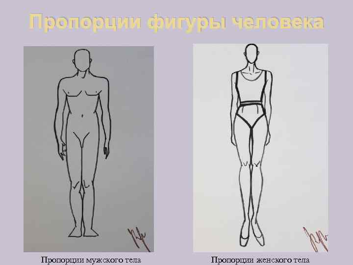 Пропорции фигуры человека Пропорции мужского тела Пропорции женского тела 