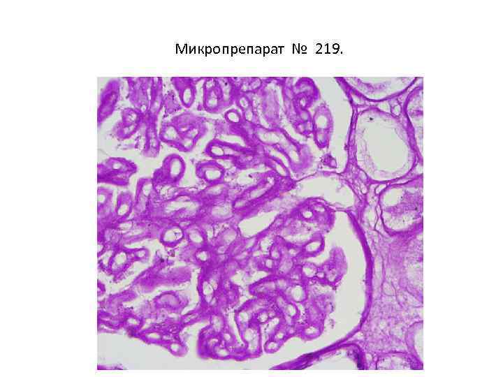 Микропрепарат № 219. 