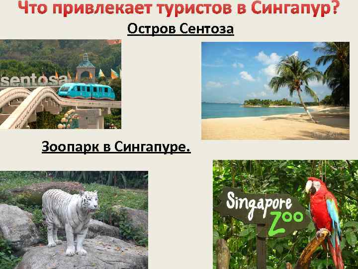Что привлекает туристов в Сингапур? Остров Сентоза Зоопарк в Сингапуре. 