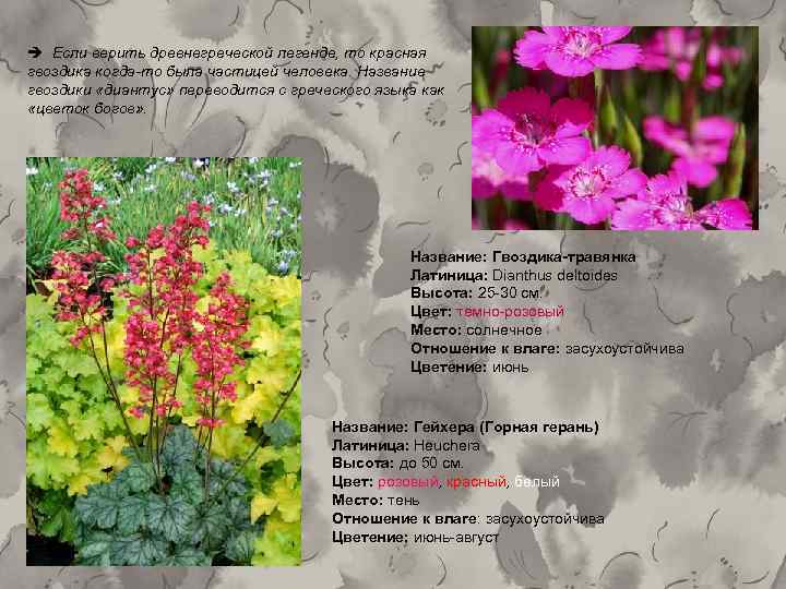  Если верить древнегреческой легенде, то красная гвоздика когда то была частицей человека. Название