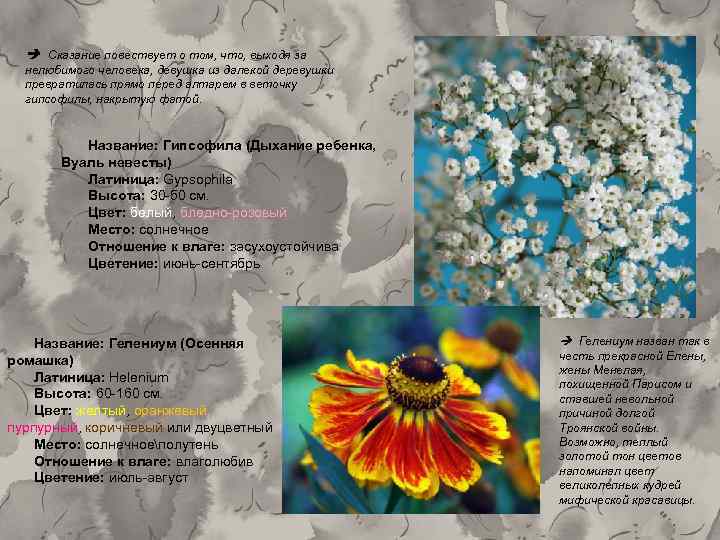  Сказание повествует о том, что, выходя за нелюбимого человека, девушка из далекой деревушки