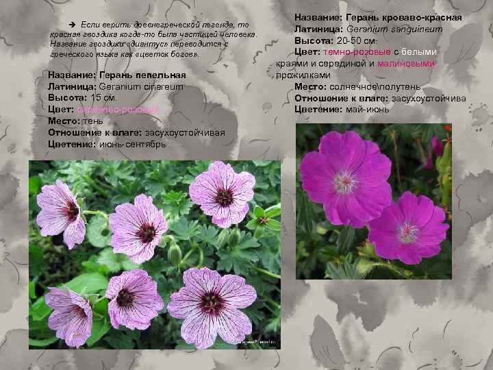  Если верить древнегреческой легенде, то красная гвоздика когда то была частицей человека. Название