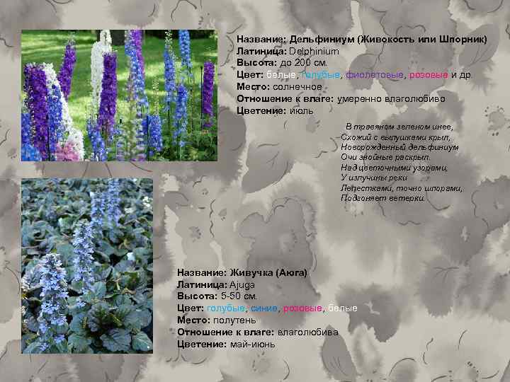 Название: Дельфиниум (Живокость или Шпорник) Латиница: Delphinium Высота: до 200 см. Цвет: белые, голубые,