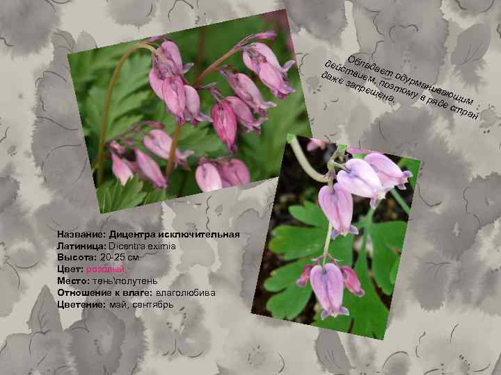 дей Облад а с даж твием ет оду е за , р пре поэто