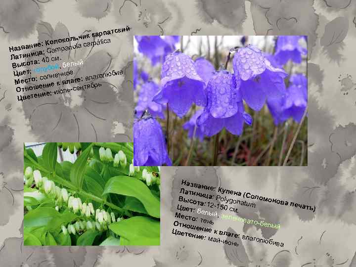 ский карпат к ольчи ática Колок е: carp азвани : Campanula Н ица Латин