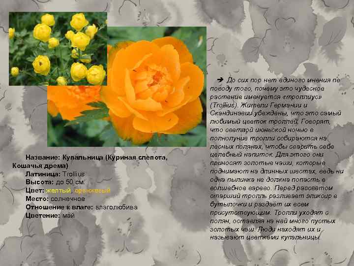  До сих пор нет единого мнения по Название: Купальница (Куриная слепота, Кошачья дрема)