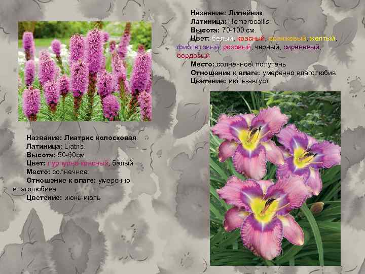 Название: Лилейник Латиница: Hemerocallis Высота: 70 -100 см. Цвет: белый, красный, оранжевый, желтый, фиолетовый,