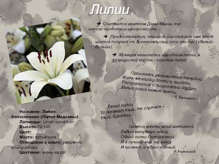 Лилии Cчитается цветком Девы Марии, как символ чистоты и непорочности. Предполагается, что своё европейское
