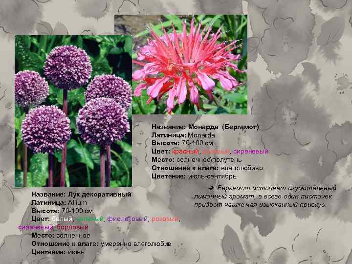 Название: Монарда (Бергамот) Латиница: Monarda Высота: 70 -100 см. Цвет: красный, розовый, сиреневый Место: