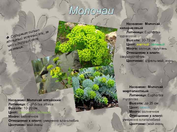 Молочаи но силь ок, за ржит йс Соде млечны вое тый дови олучил с