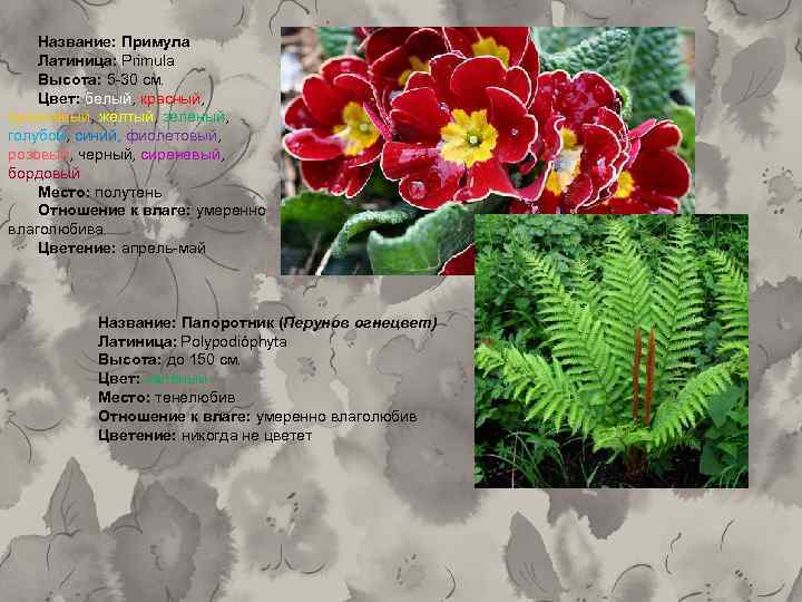 Название: Примула Латиница: Primula Высота: 5 -30 см. Цвет: белый, красный, оранжевый, желтый, зеленый,