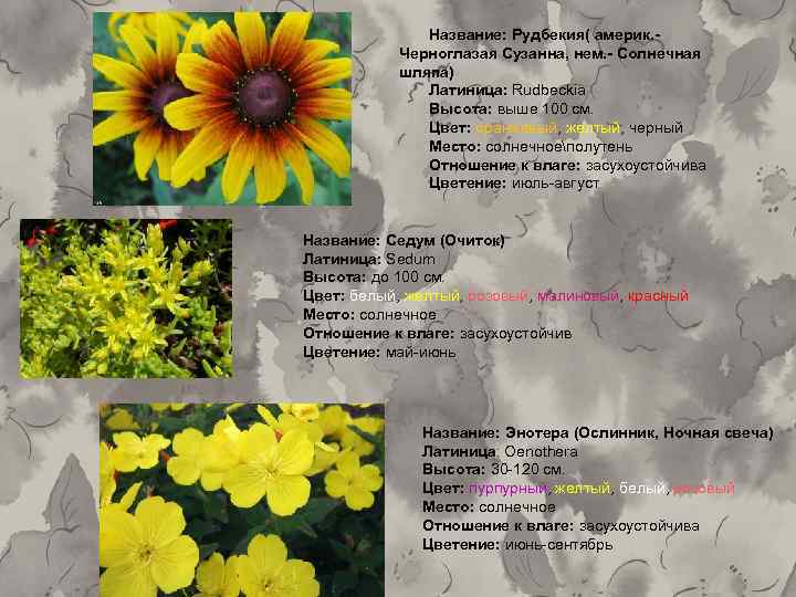 Название: Рудбекия( америк. Черноглазая Сузанна, нем. - Солнечная шляпа) Латиница: Rudbeckia Высота: выше 100