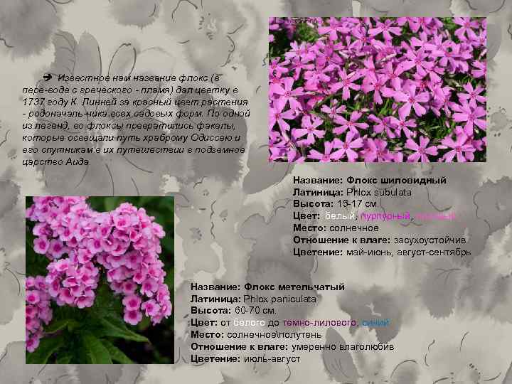  Известное нам название флокс (в пере воде с греческого пламя) дал цветку в