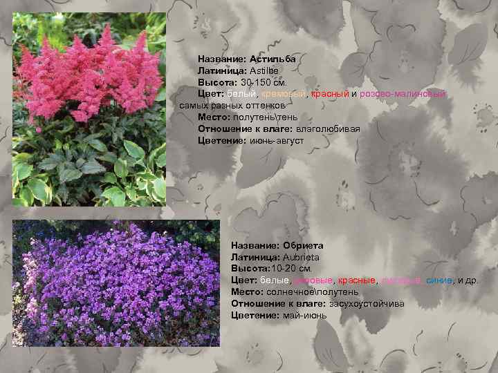 Название: Астильба Латиница: Astilbe Высота: 30 -150 см. Цвет: белый, кремовый, красный и розово-малиновый
