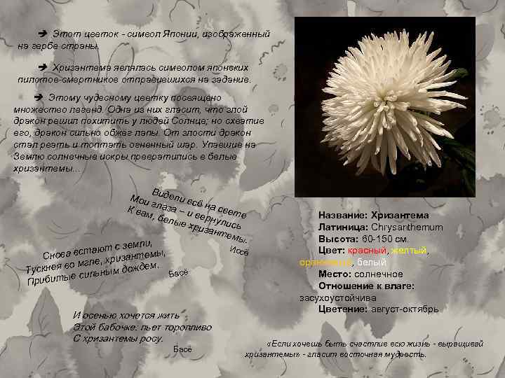  Этот цветок символ Японии, изображенный на гербе страны. Хризантема являлась символом японских пилотов