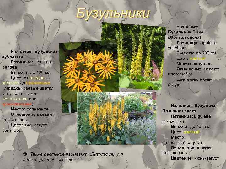 Бузульники Название: Бузульник зубчатый Латиница: Ligularia dentata Высота: до 100 см. Цвет: от бледножёлтого