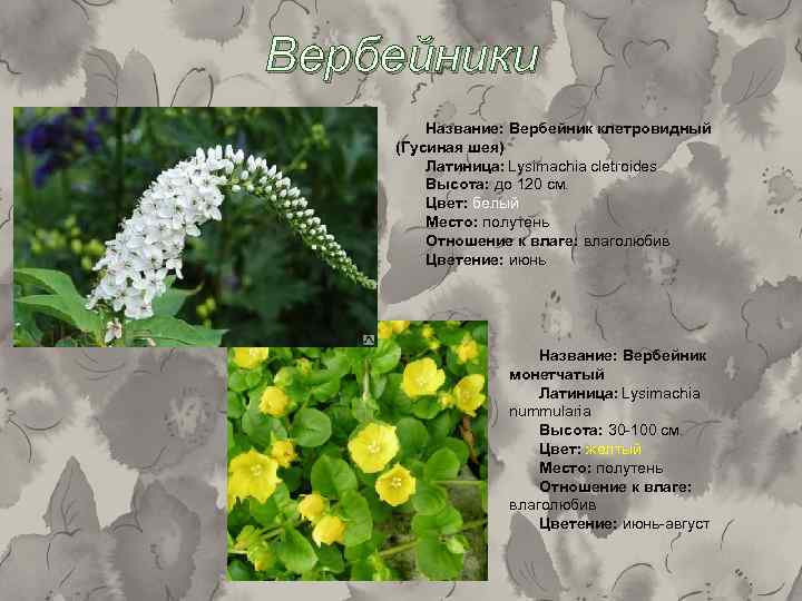 Вербейники Название: Вербейник клетровидный (Гусиная шея) Латиница: Lysimachia cletroides Высота: до 120 см. Цвет: