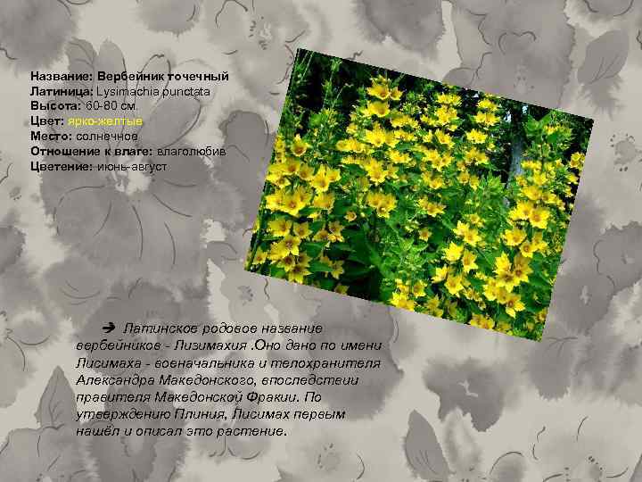 Название: Вербейник точечный Латиница: Lysimachia punctata Высота: 60 -80 см. Цвет: ярко-желтые Место: солнечное