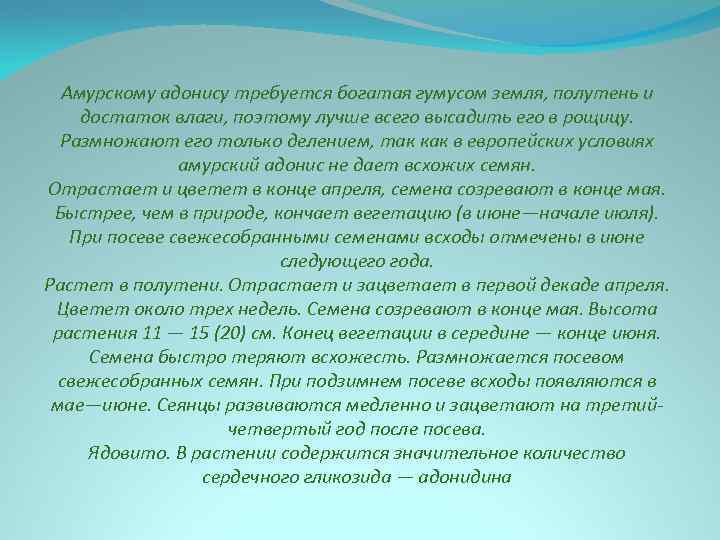 Амурскому адонису требуется богатая гумусом земля, полутень и достаток влаги, поэтому лучше всего высадить