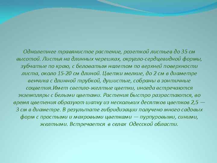 Однолетнее травянистое растение, розеткой листьев до 35 см высотой. Листья на длинных черешках, округло-сердцевидной