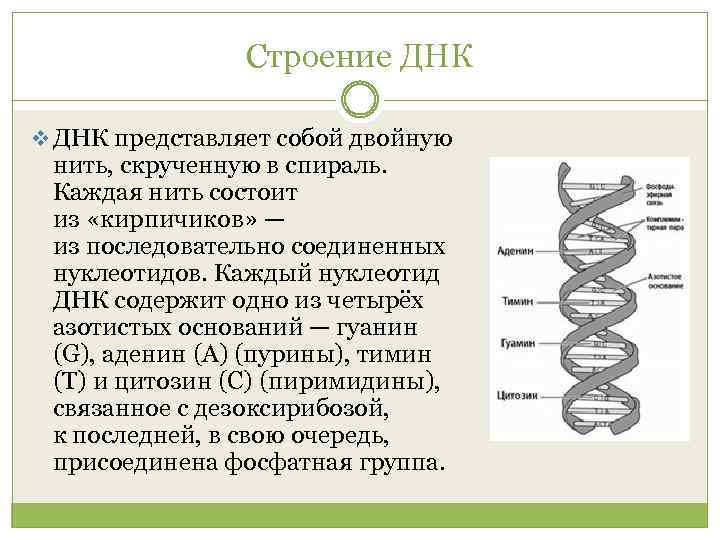 Расшифровка структуры днк