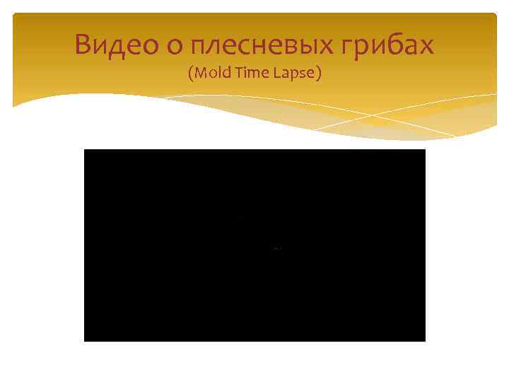 Видео о плесневых грибах (Mold Time Lapse) 