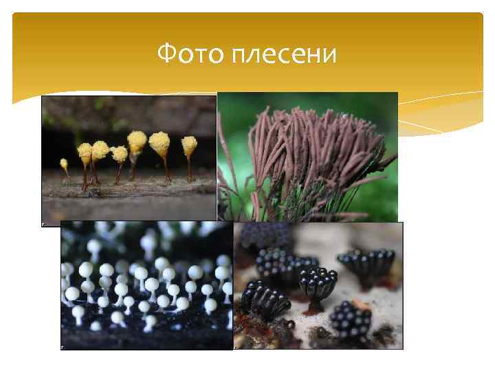 Фото плесени 