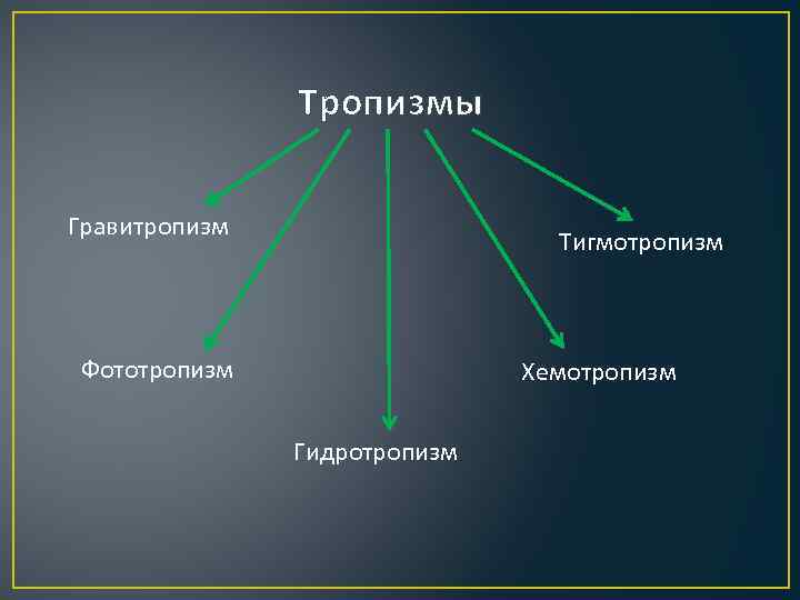 Тропизмы Гравитропизм Тигмотропизм Фототропизм Хемотропизм Гидротропизм 