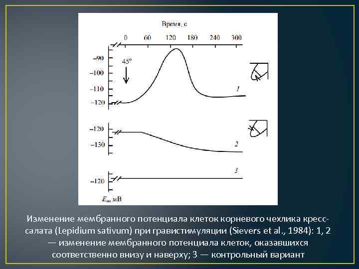 Изменение мембранного потенциала клеток корневого чехлика кресссалата (Lepidium sativum) при гpавистимуляции (Sievers et al.