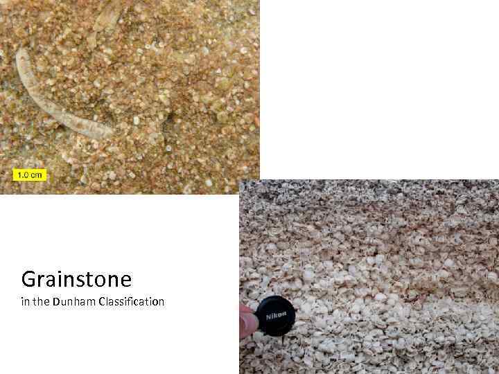 Grainstone in the Dunham Classification 