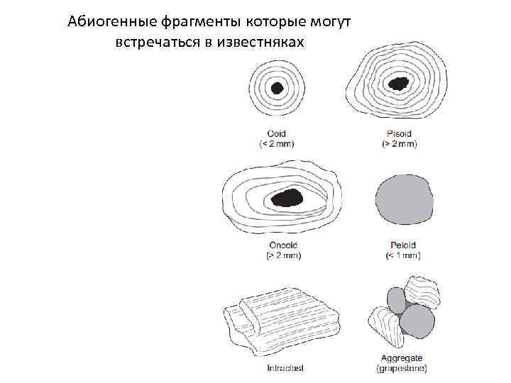 Абиогенные фрагменты которые могут встречаться в известняках 