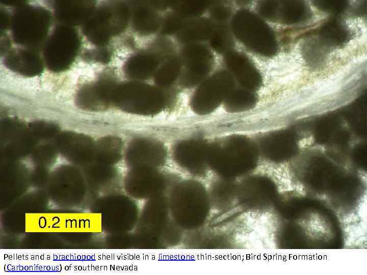 Pellets and a brachiopod shell visible in a limestone thin-section; Bird Spring Formation (Carboniferous)