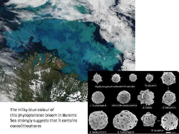 The milky blue colour of this phytoplankton bloom in Barents Sea strongly suggests that