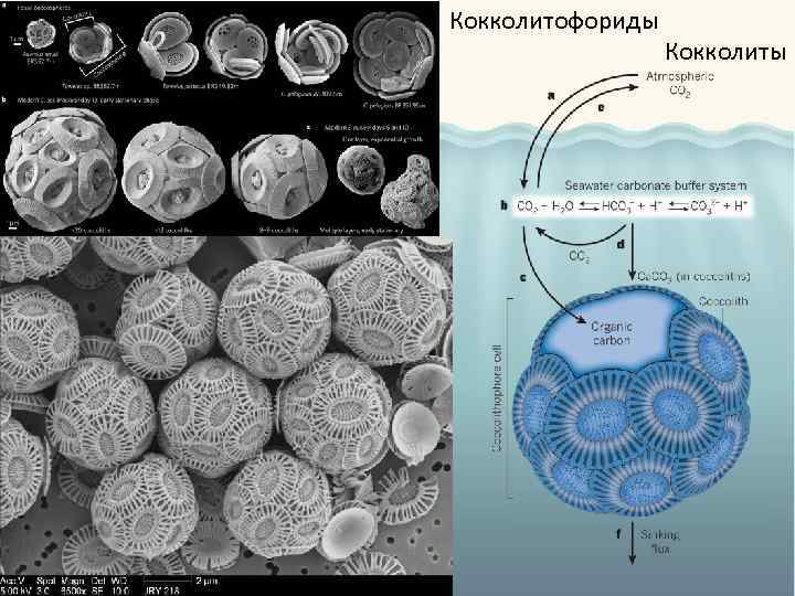 Кокколитофориды Кокколиты 