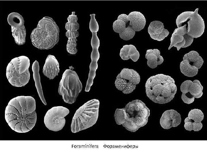 Foraminifera Форамениферы 