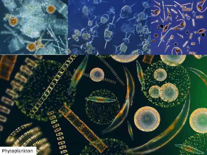 Phytoplankton 