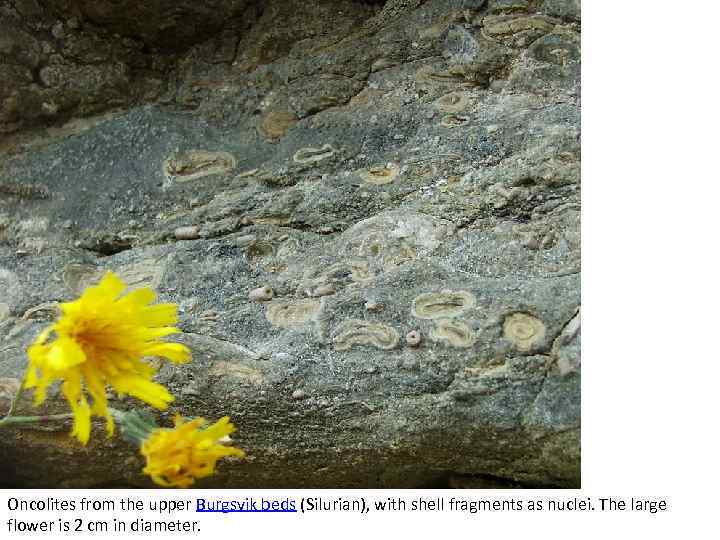 Oncolites from the upper Burgsvik beds (Silurian), with shell fragments as nuclei. The large