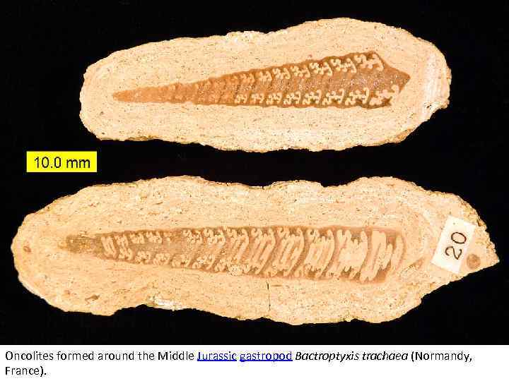 Oncolites formed around the Middle Jurassic gastropod Bactroptyxis trachaea (Normandy, France). 