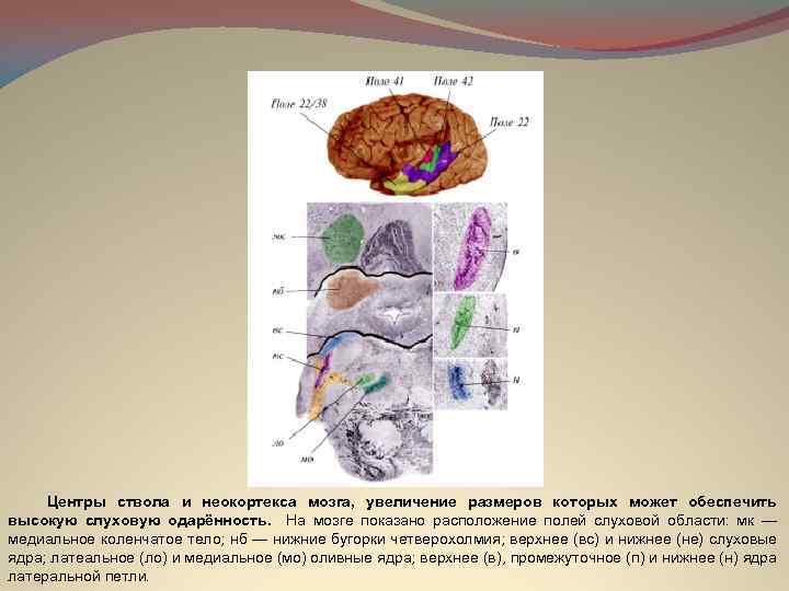 Центры ствола и неокортекса мозга, увеличение размеров которых может обеспечить высокую слуховую одарённость. На