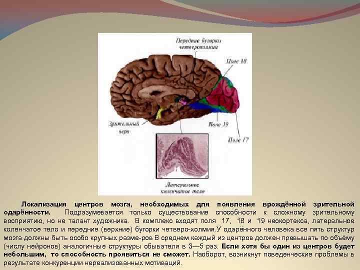 Локализация центров мозга, необходимых для появления врождённой зрительной одарённости. Подразумевается только существование способности к