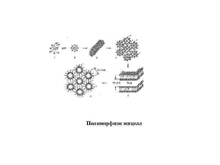 Схема строения мицелл