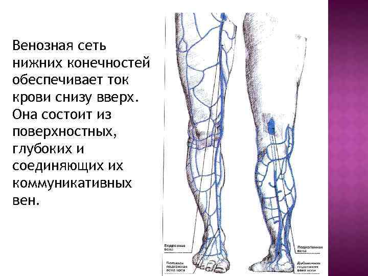 Ультразвуковая анатомия вен нижних конечностей. Глубокие вены голени схема. Схема вен нижних конечностей. Схема поверхностных вен нижних конечностей.