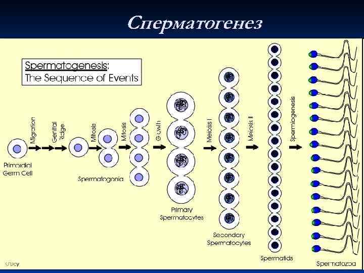 Сперматогенез 