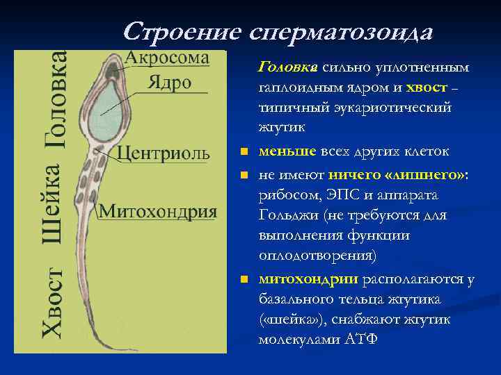 Строение сперматозоида Головка сильно уплотненным с n n n гаплоидным ядром и хвост –