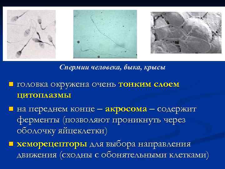 Спермии человека, быка, крысы головка окружена очень тонким слоем цитоплазмы n на переднем конце